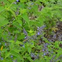 Salvia ryparia